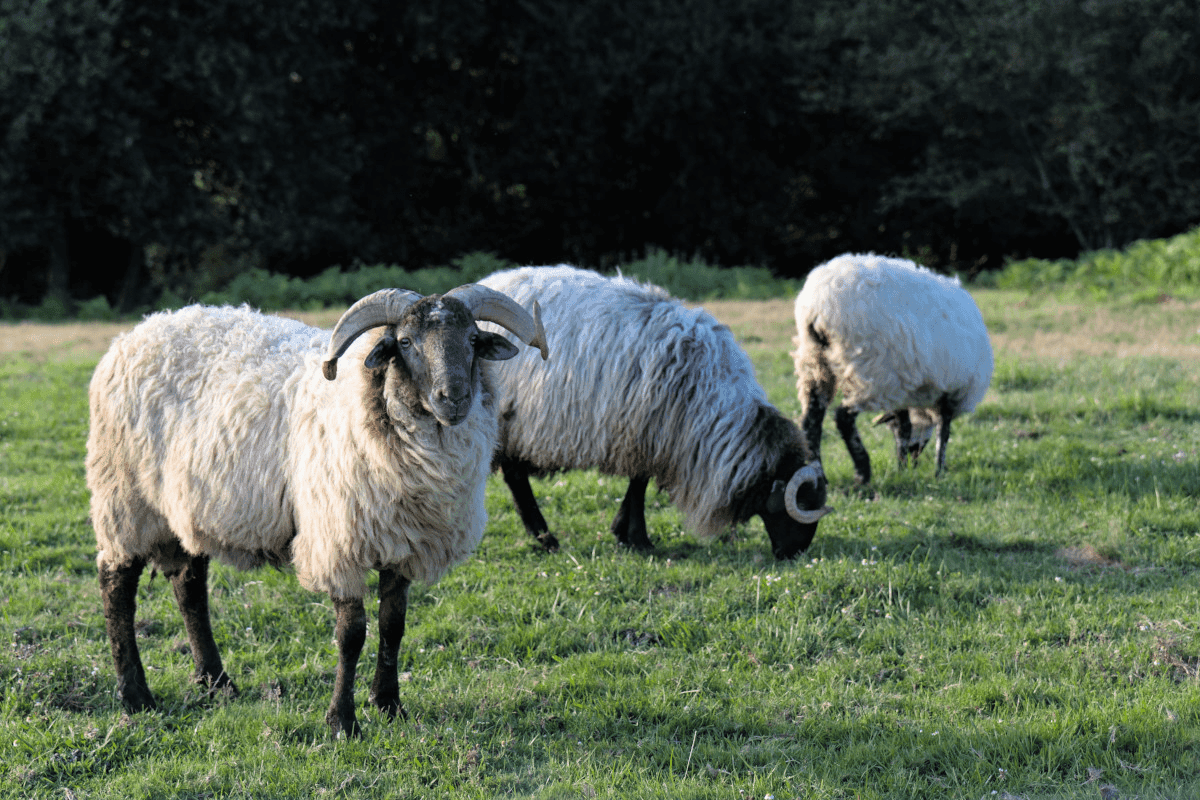 À Propos de SERENDIPITE